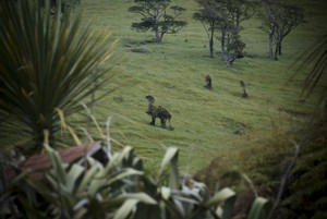 Bruce the Camel is spotted near Catlins Woodstock Lodge